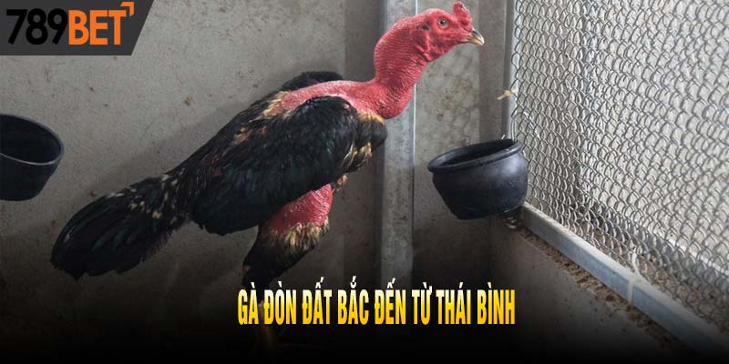 Khám Phá Top 5 Dòng Gà Đòn Đất Bắc Nổi Danh Nhất